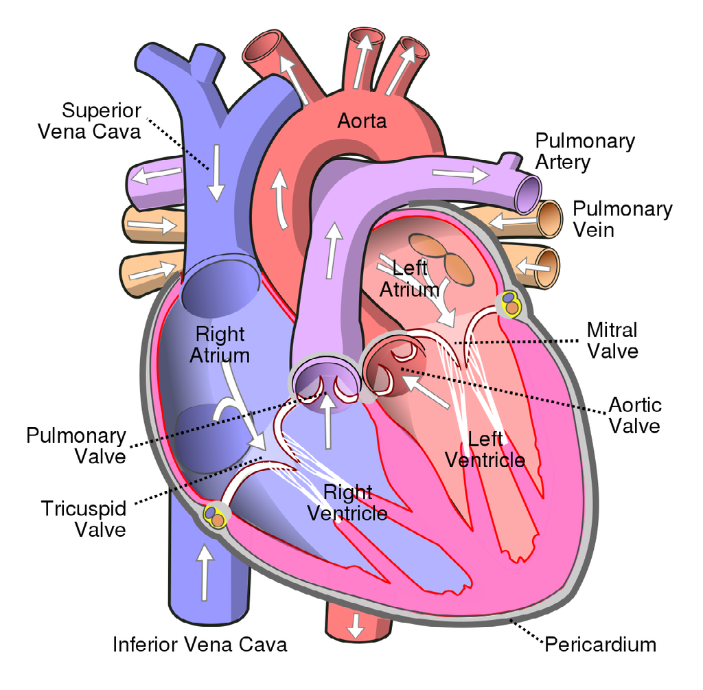 Heart Diagram with blood flow